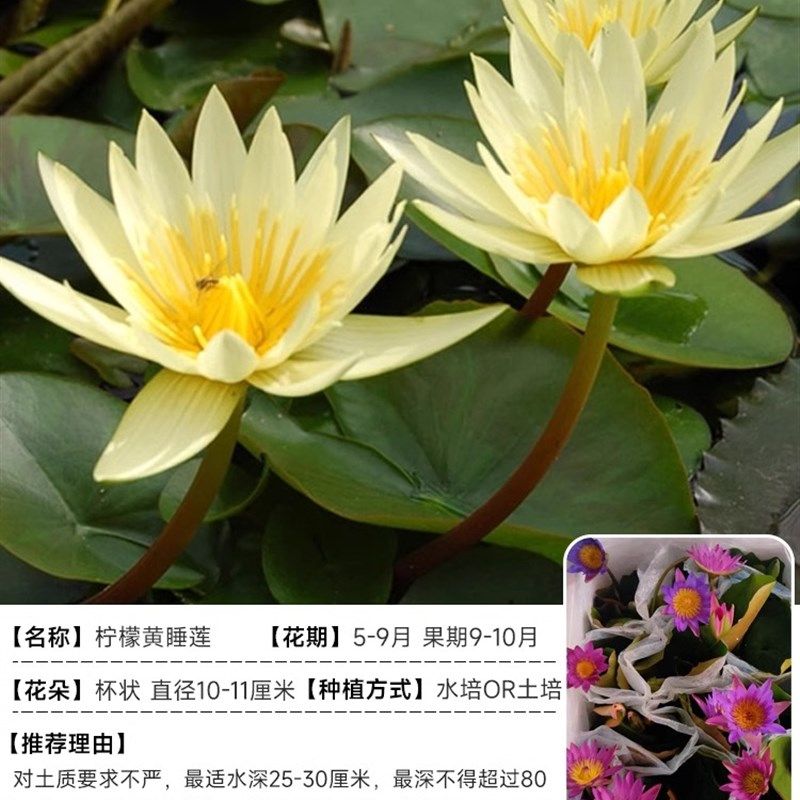 睡莲水培植物带花苞块根鱼缸无土水养碗莲荷花盆缸栽四季开花花卉,鲜花速递/花卉仿真/绿植园艺,绣球/木绣球/木本植物,淘宝优惠券,粉丝福利购,淘宝优惠卷