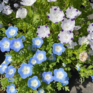 四季喜林草盆栽地被植物海洋之心蓝花海室内阳台庭院花苗耐热耐寒