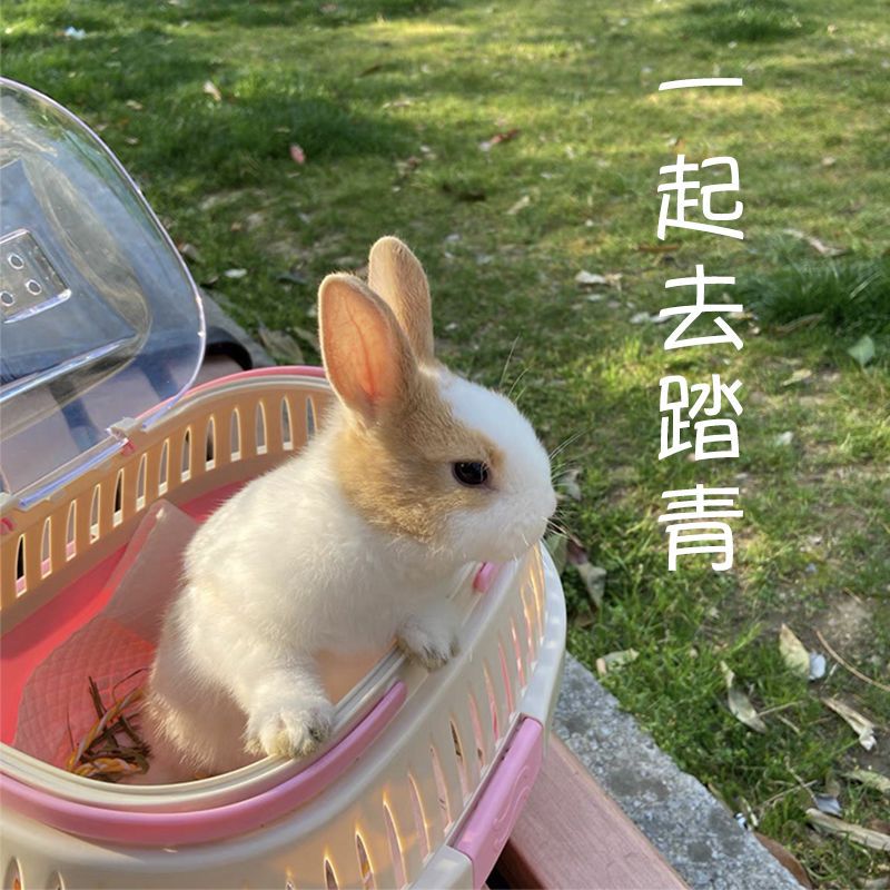 兔子外出便携笼 手提篮 仓鼠金丝熊龙猫荷兰猪豚鼠箱笼子小宠用品