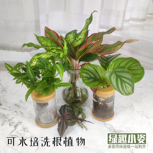 洗根可水培植物好养水养花卉盆栽耐潮湿水生耐阴室内桌面观叶绿植