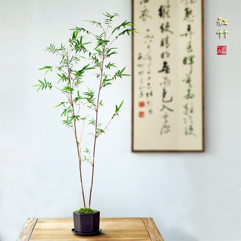 红竹桌面盆栽绿植红寒竹红观音竹花叶米竹书房庭院阳台竹盆景竹苗