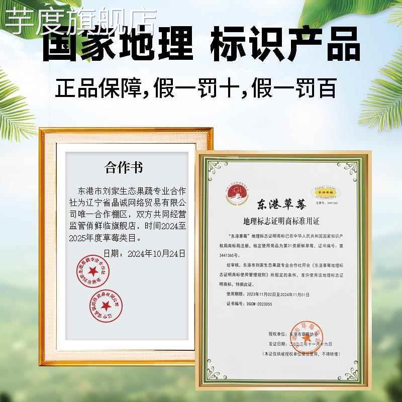 丹东草莓新鲜水果应季红颜99草莓3九九牛奶奶油大甜草莓5久久礼盒