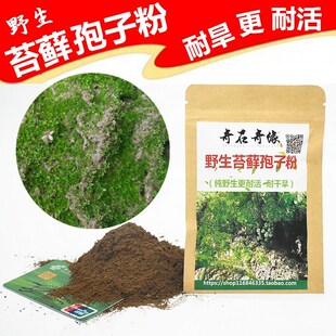 办公室苔藓种籽 孢子苔藓孢子培植礼物小盆栽水培花盆diy袍子粉