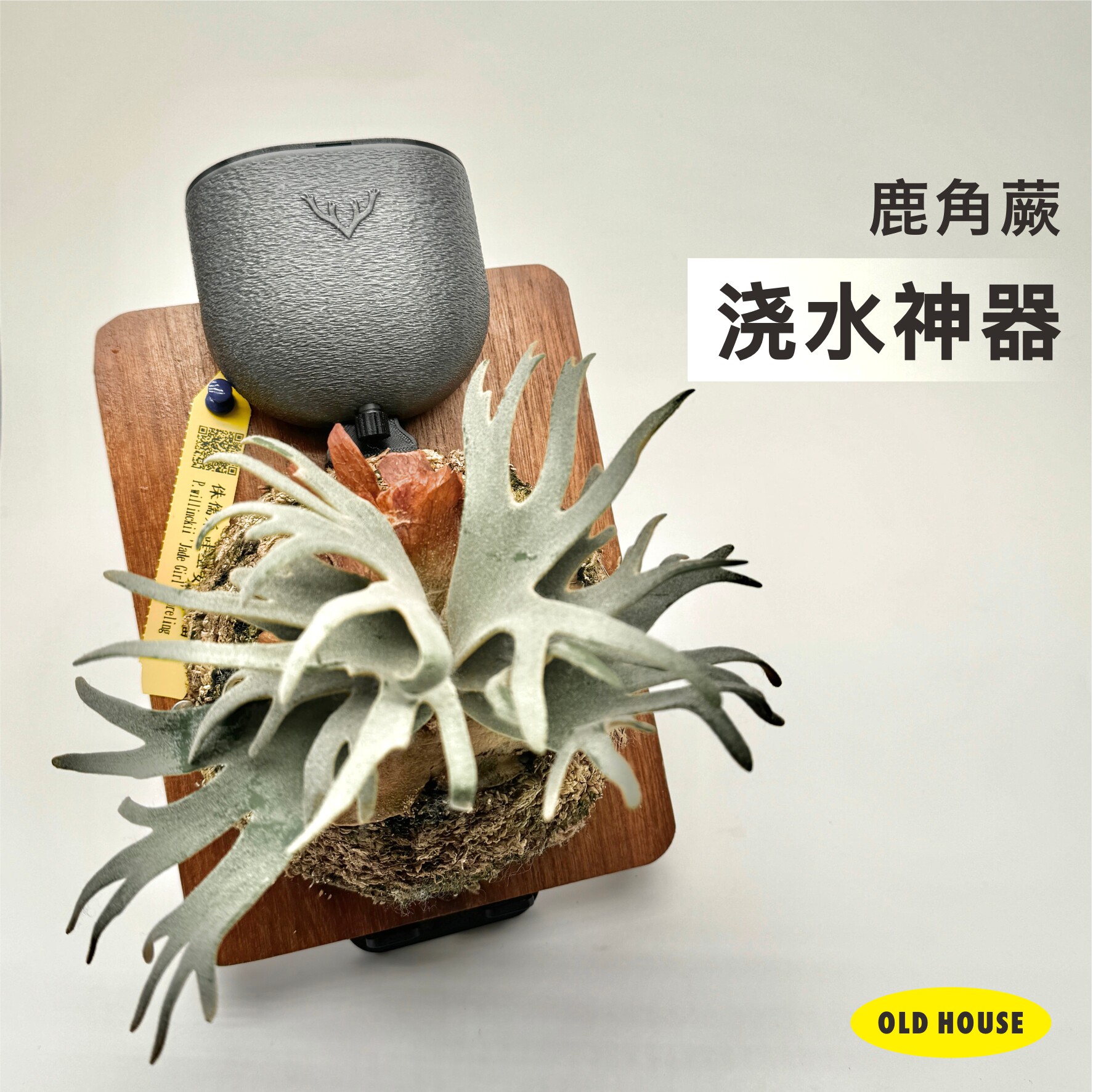 鹿角蕨挂板滴水器免泡水带肥料仓图片