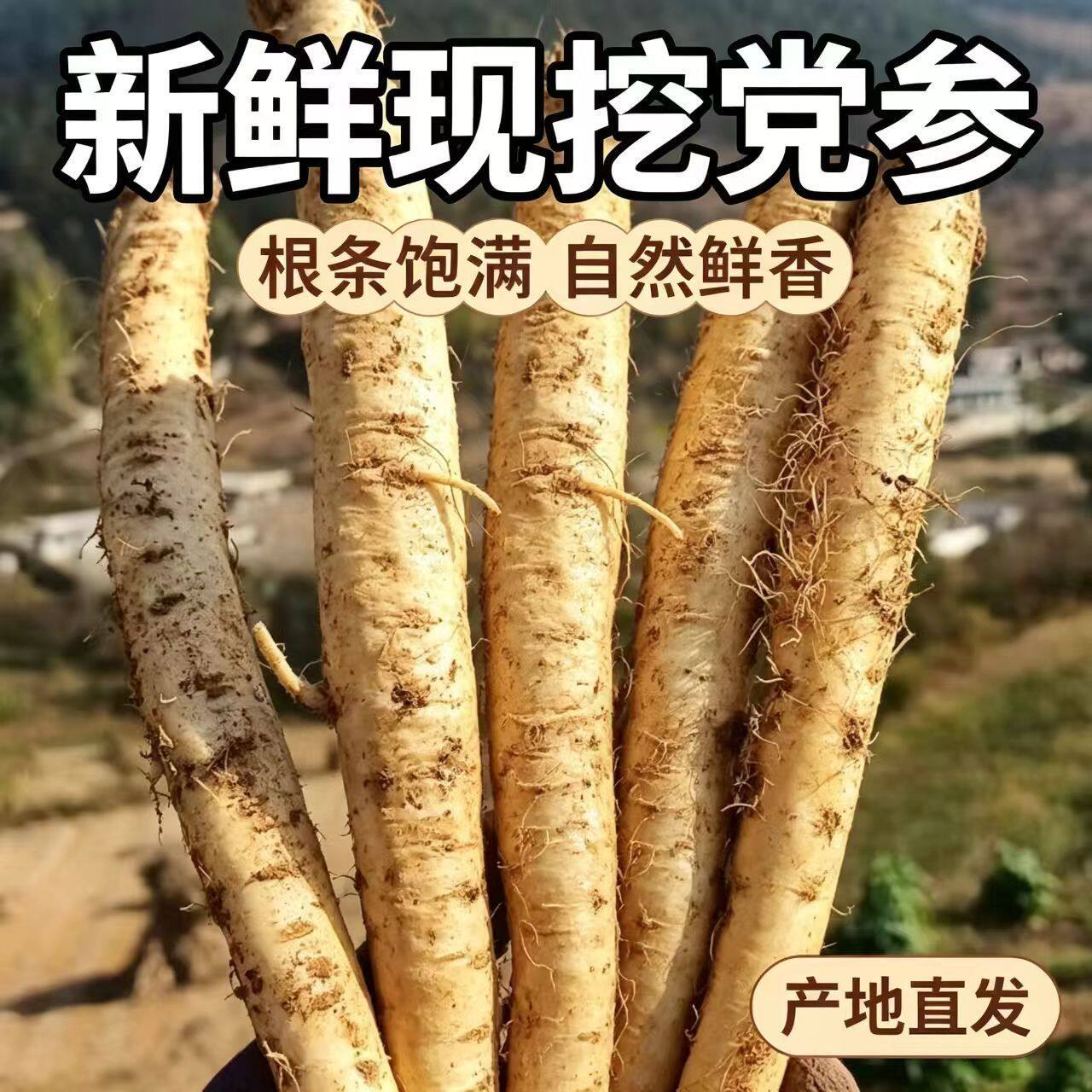 1斤新鲜现挖正宗党参根条饱满自然鲜香产地直发佳品党参