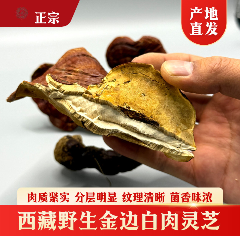纯野生西藏林芝地区灵芝整朵正品干货 金边 非孢子粉  500g礼盒装