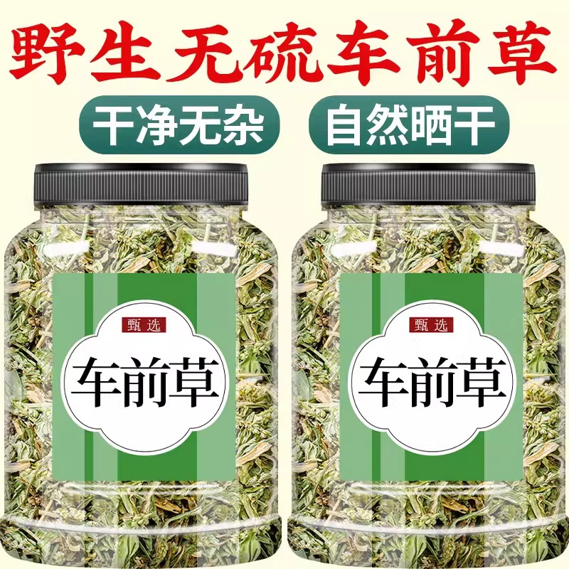 央妈推荐车前草中药材干货泡茶