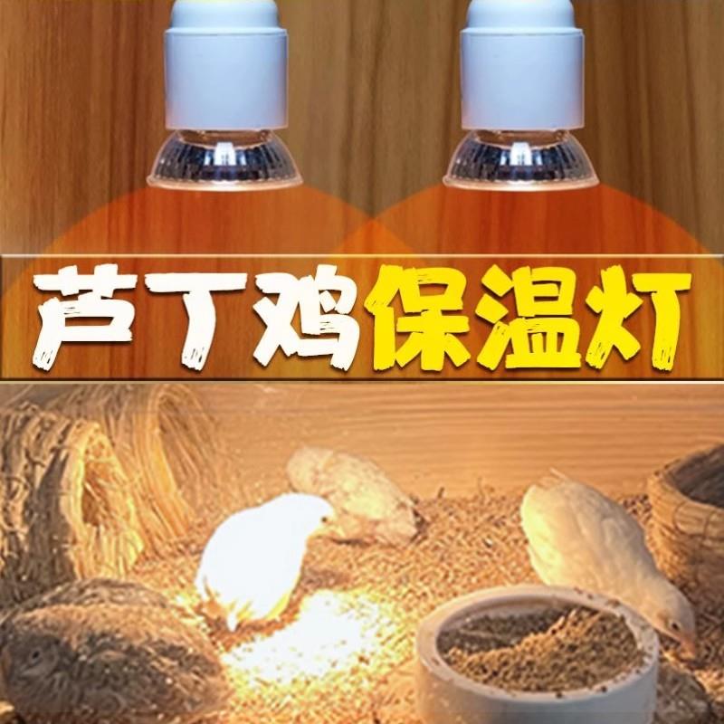 芦丁鸡恒温灯自动智能温控器保温灯取暖灯饲养箱灯加温加热育雏灯