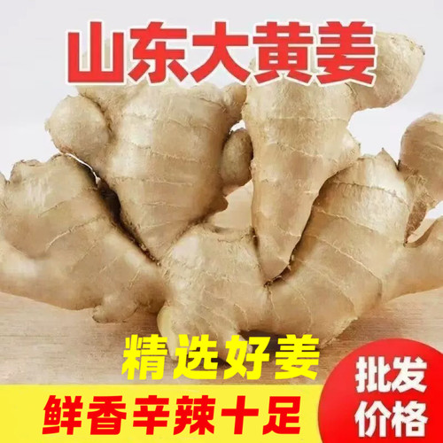 山东特产大黄姜新鲜无土辛辣味浓的生姜大块姜月子姜