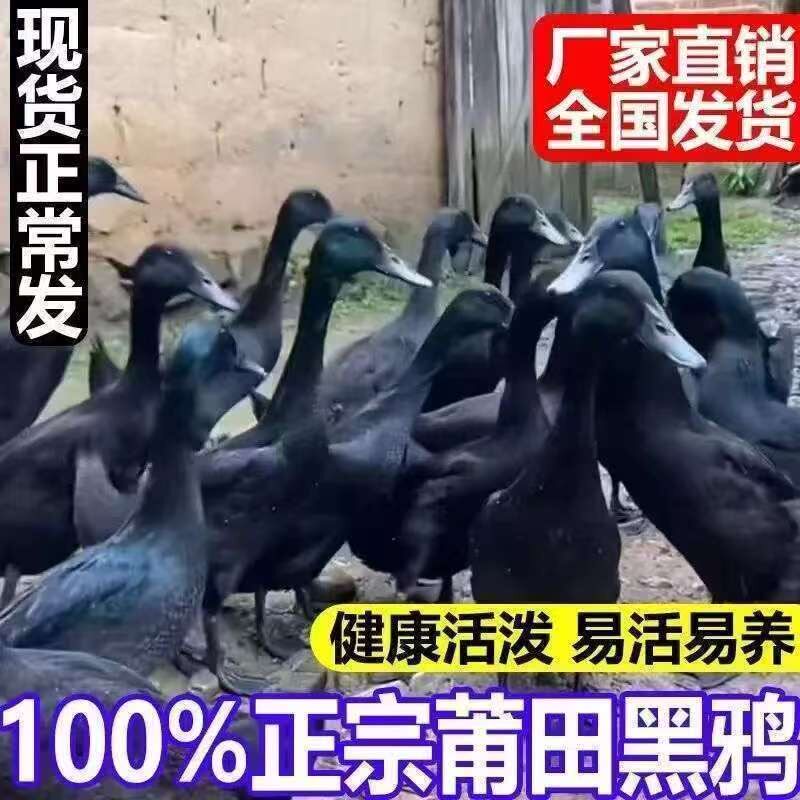 正宗莆田黑鸭苗脱温鸭活苗黑嘴鸭水鸭母下黑蛋高产蛋鸭苗小鸭活苗