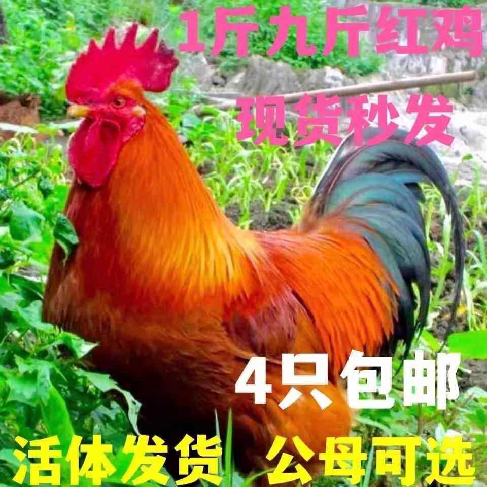 一斤九斤红小鸡活苗红玉阉K9鸡苗活苗巨型红公鸡活体脱温鸡苗包活