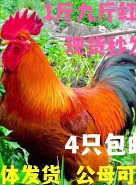 一斤九斤红小鸡活苗红玉阉K9鸡苗活苗巨型红公鸡活体脱温鸡苗包活