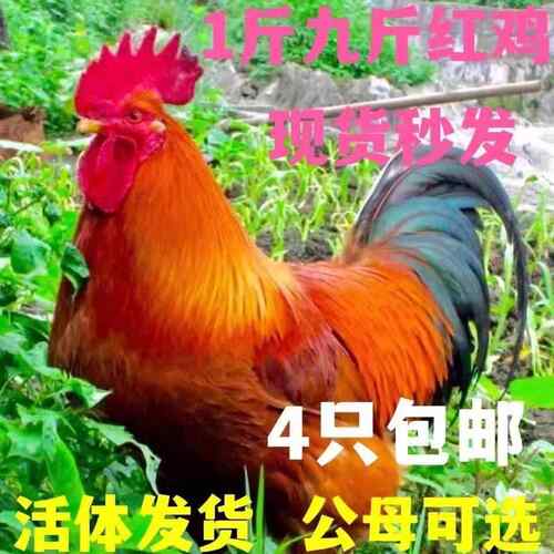 一斤九斤红小鸡活苗红玉阉K9鸡苗活苗巨型红公鸡活体脱温鸡苗包活