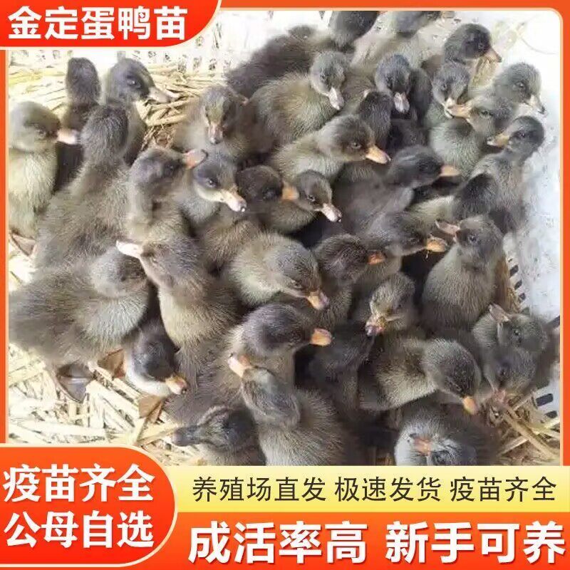 出壳3天金锭麻鸭绿壳蛋鸭高产蛋麻鸭活鸭苗脱温麻鸭水鸭土鸭活苗