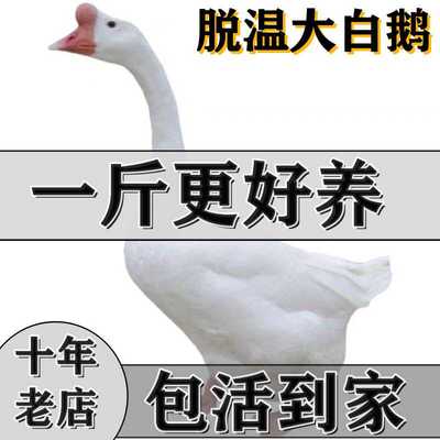 纯种一斤小鹅活苗大白皖西