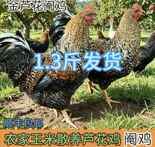 正宗金芦花阉鸡活苗半大脱温黑芦花母鸡纯种一斤半线鸡太监奄公鸡