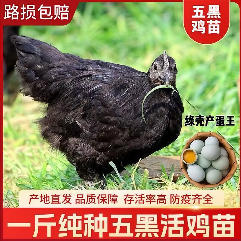 脱温五黑鸡苗高产蛋鸡苗