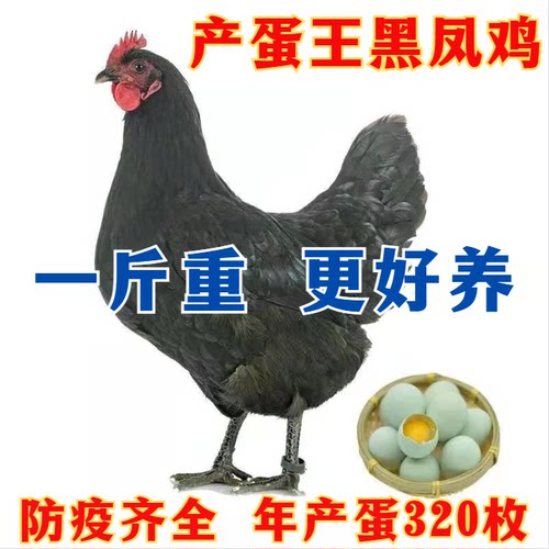 一斤纯种黑凤鸡正宗绿壳蛋鸡活体鸡五黑鸡活苗脱温鸡高产蛋黑土鸡