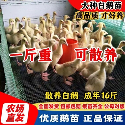 1斤纯种大鹅活苗一斤白鹅活苗大种白鹅四季鹅三花鹅高产蛋鹅活体