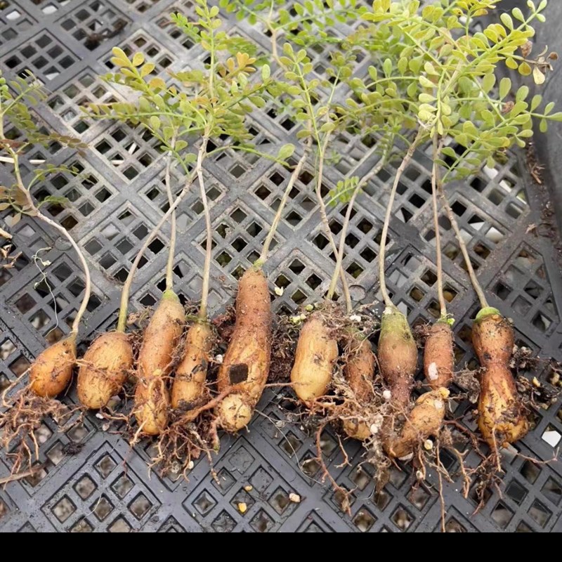 象足漆树p苗多肉块根植物