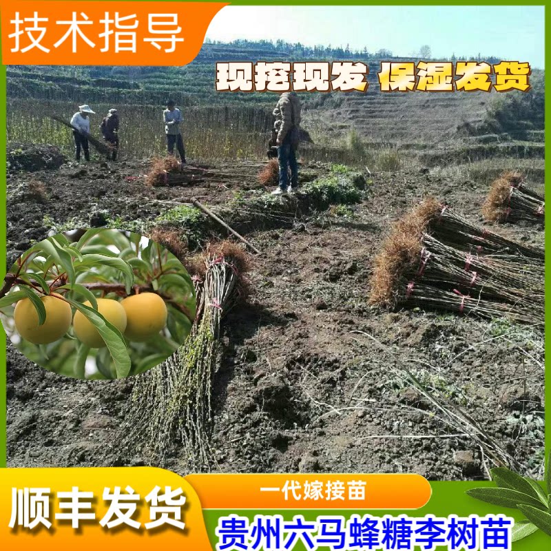 贵州正宗蜂糖李嫁接苗纯甜脱骨
