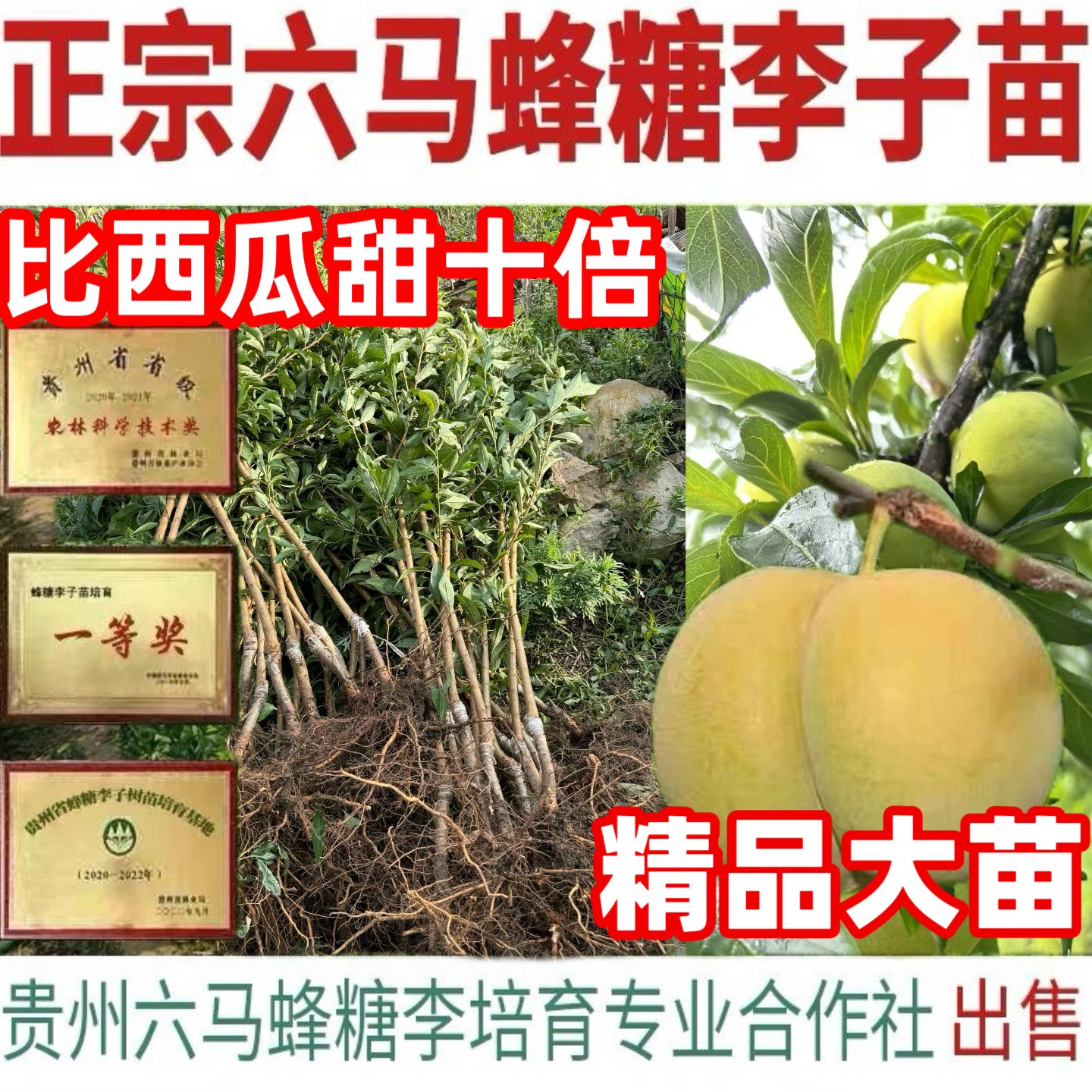 正宗蜂糖李树苗贵州六马蜂糖李子苗耐寒耐热南北方种植李子苗批发