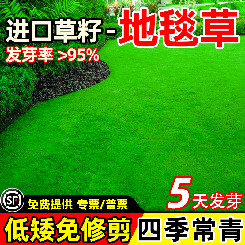 矮生免修剪地毯草耐寒四季常青