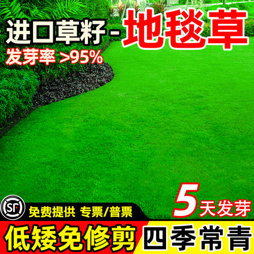 矮生免修剪地毯草耐寒四季常青