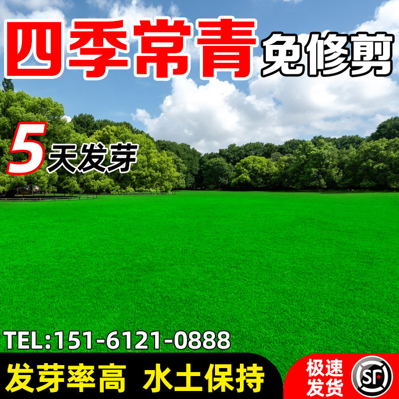 量大优惠四季常绿草籽包发芽