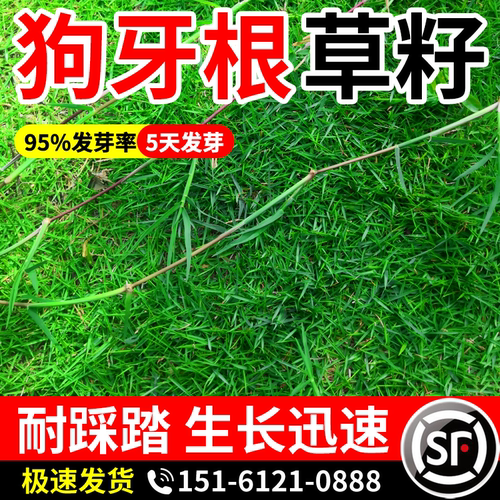 狗牙根草籽四季常青耐旱量大优惠