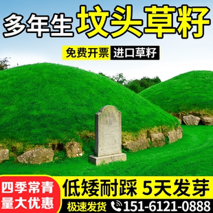 坟头草坟地专用种子墓地公墓绿化工程四季常青免打理耐寒旱多年生