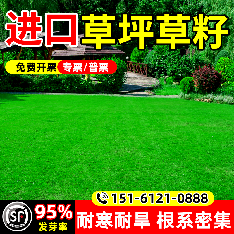 草坪草籽20斤装性价比的选择