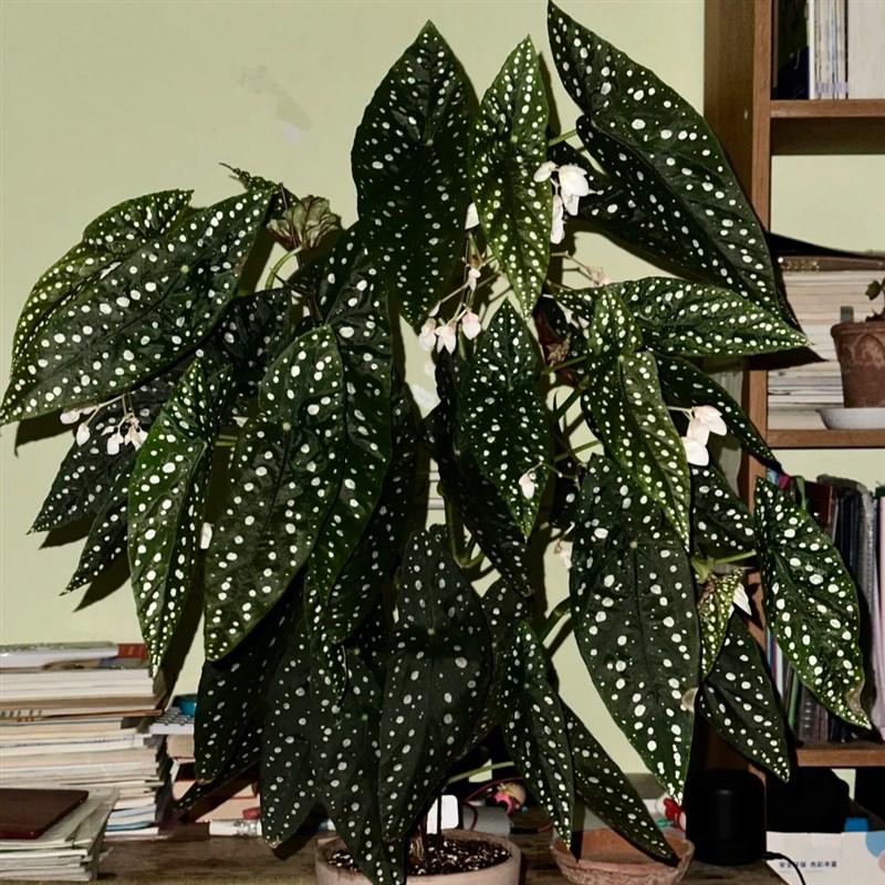 塞拉山王秋海棠竹节类阳台室外室内客厅桌面绿植盆栽观叶赏花植物