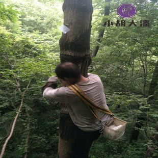 天然大漆土漆国漆漆农自产自销龙门山脉年新割 生漆世家