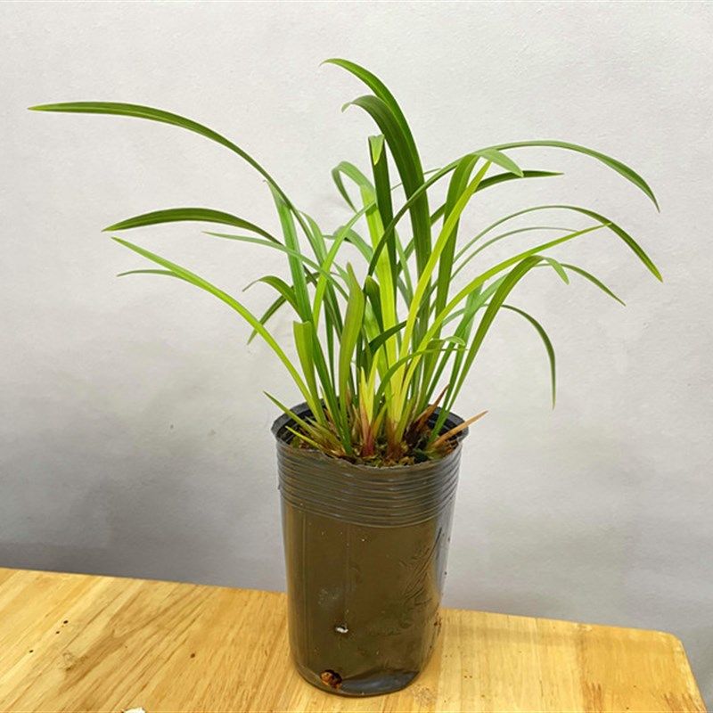 红宋梅建兰兰花开花苗花卉绿植