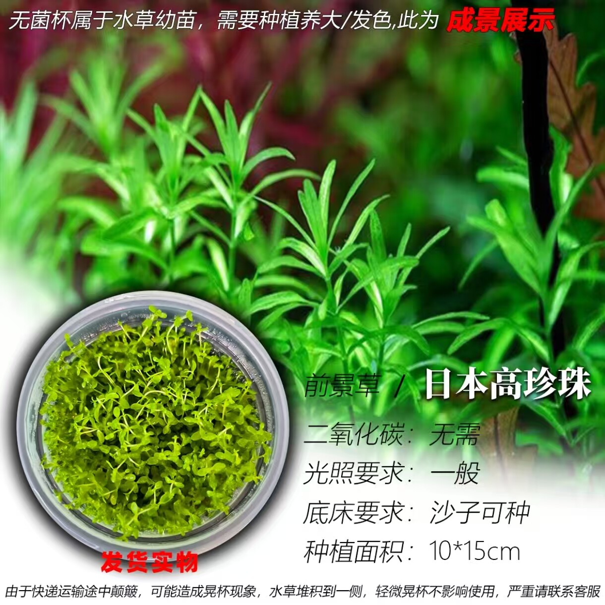 日本高珍珠无菌杯水草净水增氧