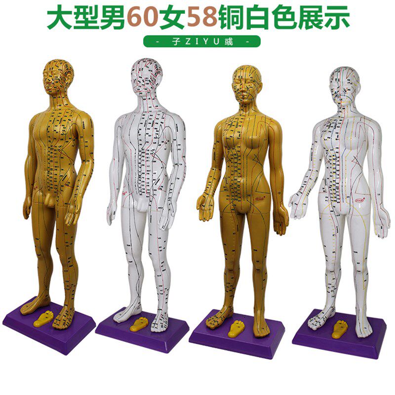 超清晰刻字60cm人体穴位模型中医针灸教学男女铜人全身经络按摩图