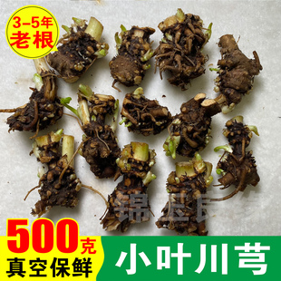 云南小叶川芎头新鲜川芎根中药材滋补煲汤养生炖鸡炖排骨气血泡茶