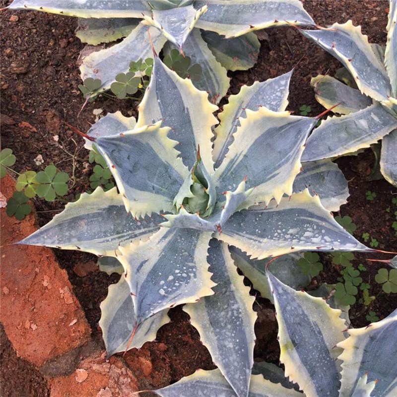 怒雷神  龙舌兰 怒雷神锦 多肉绿植沙漠景观 植物庭院龙舌兰盆栽