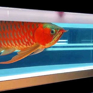 马印原子光盒灯盘龙鱼灯专用发色灯管鱼缸灯led全光谱烤色夜灯