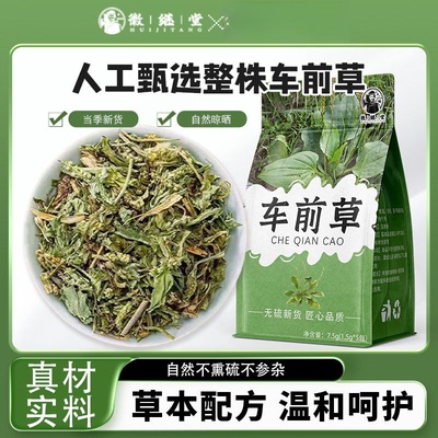 车前草泡茶泡水干货茶包中药材