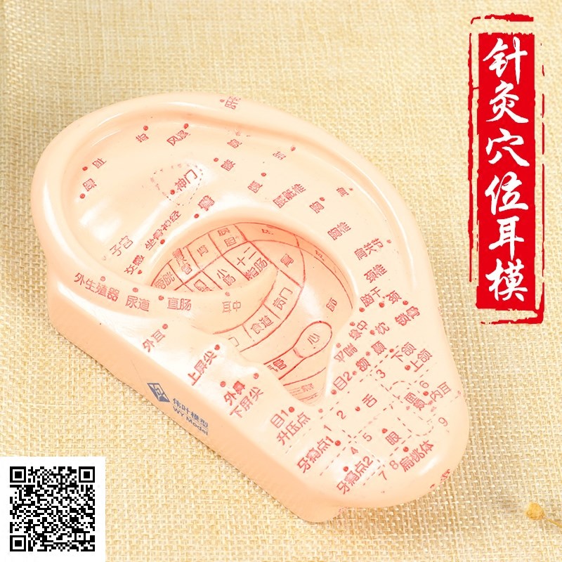 伟叶耳部针灸穴位刻字模型人体耳朵经络模型穴位图解中医标准针灸
