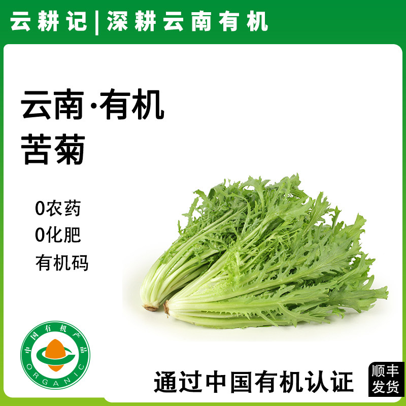 云南有机苦菊新鲜采摘狗牙生菜细叶苦苣生吃凉拌沙拉食材叶菜蔬菜