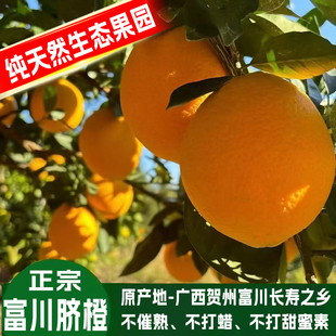 正宗广西富川脐橙现摘产地直发当季橙子新鲜10斤大果整箱多汁水果