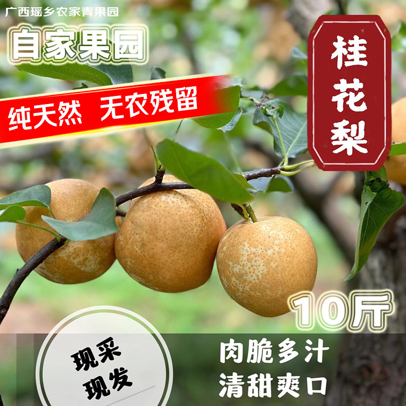 正宗瑶乡广西桂花梨10斤装