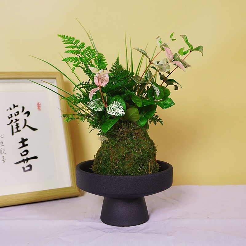 花叶络石狼尾蕨菖蒲小盆栽中式盆景室内室外绿植微观水培苔藓植物