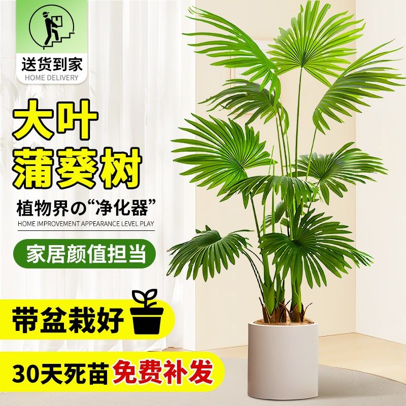 大叶蒲葵盆栽室内大型植物观叶棕榈树扇叶客厅大盆栽耐旱养绿植
