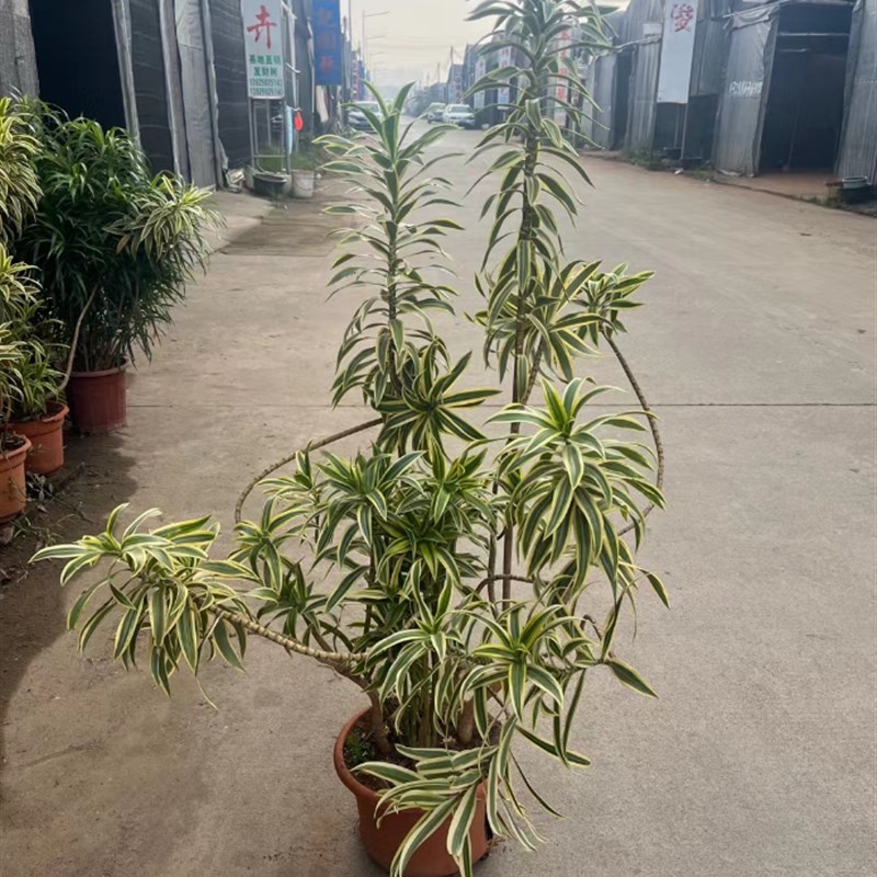 金边百合竹大盆栽客厅办公室外造型绿植庭院观赏盆景室内净化植物