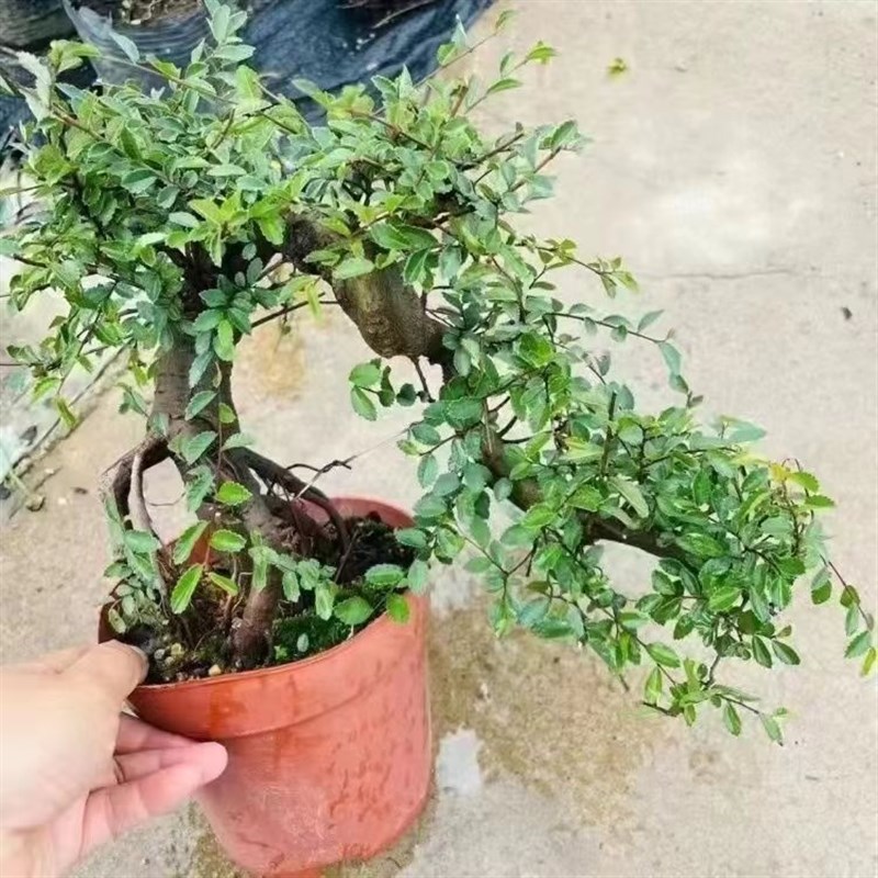 小叶榆树造型老桩盆景矮霸榔榆植物室内客厅办公室绿植阳台庭院