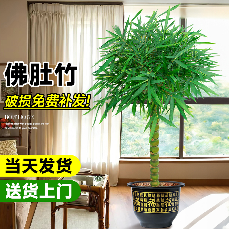 竹子盆栽佛肚竹老桩罗汉竹盆景绿植树苗室内外办公室庭院观赏植物